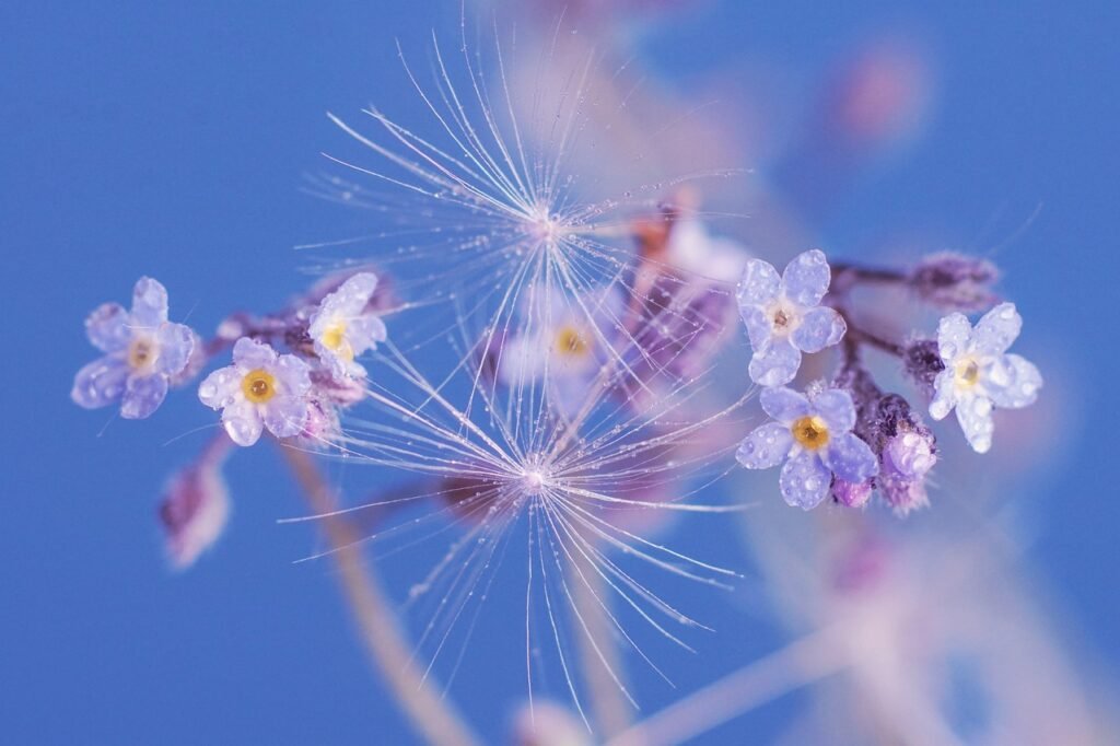 spring, flowers, forget me not-4184594.jpg